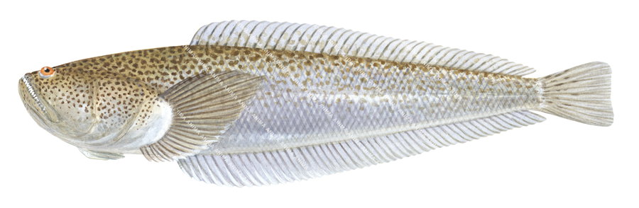 Fish Illustration, side view of the Pink Sandfish, white background.