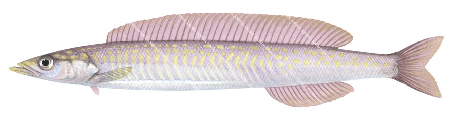Accurate illustration of the Mitsukuri's Sandlance, side view on white background, its body mainly pink with yellow stripes and spots.