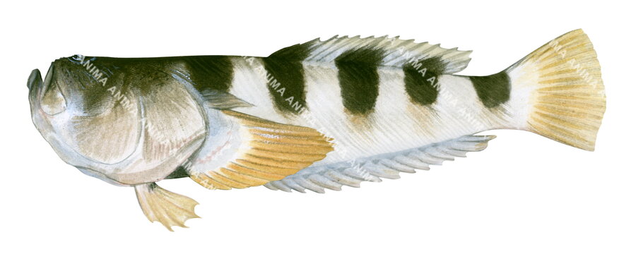 A realistic illustration of a Banded Stargazer fish on white background, its body is white with black vertical stripes.