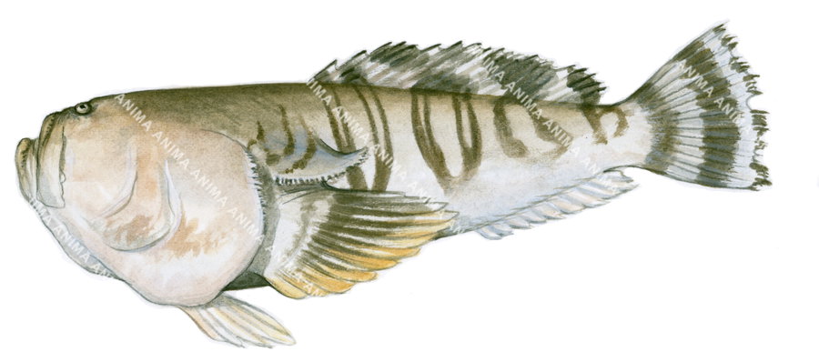 An illustrations of a Doubleband Stargazer fish with a predominantly beige and white color scheme, featuring textured skin and striped detailing.