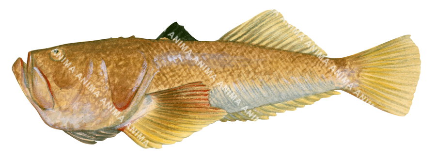 An illustration of a Kai Stargazer fish, with a gold and orange body, green fin, and a white underbelly.