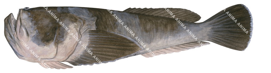 Fish illustration on white background of the Speckled Stargazer, side view with it tiny eye on the top of its head.