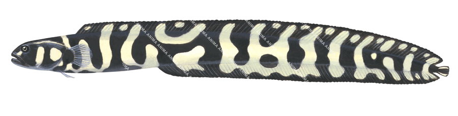 A realistic, side view illustration of the Convict Eel Blenny,Pholidichthys leucotaenia.