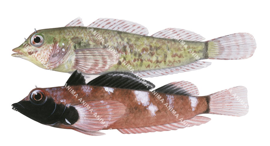 Fish illustration on white background of the male and female Ringscale Threefin, side view.