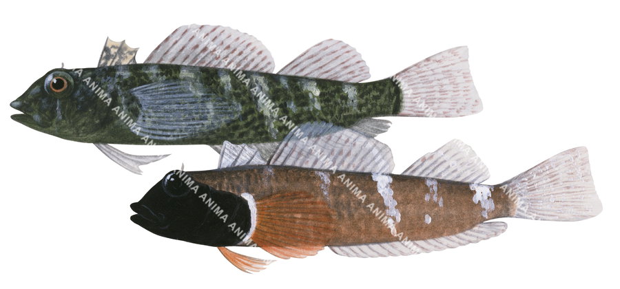 Illustration of a male and female Blackhead Threefin fish, with a predominantly green and brown coloration side view.
