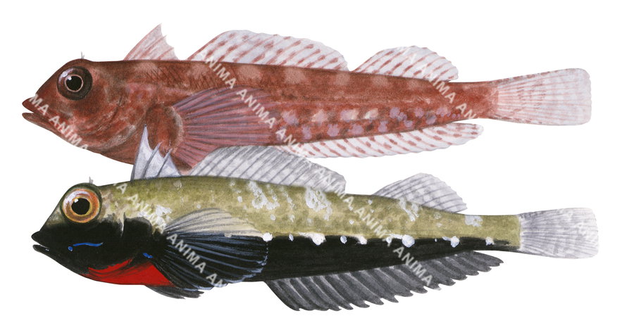 Fish illustration on white background of the male and female Blackthroat Threefin, side view.