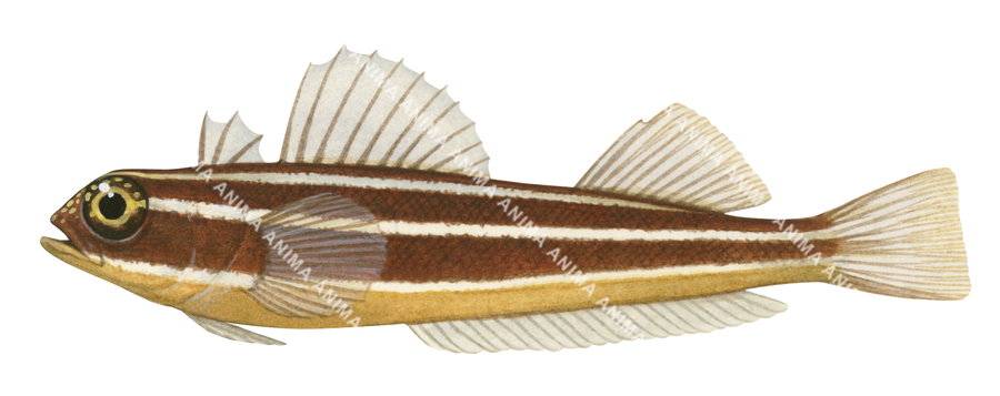 Illustration of a striped threefin fish with a predominantly brown and yellow striped body and a large black eye.