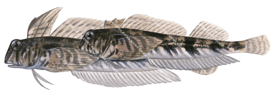 Detailed illustration of the Male and Female Western Jumping Blenny, side view and in colour.