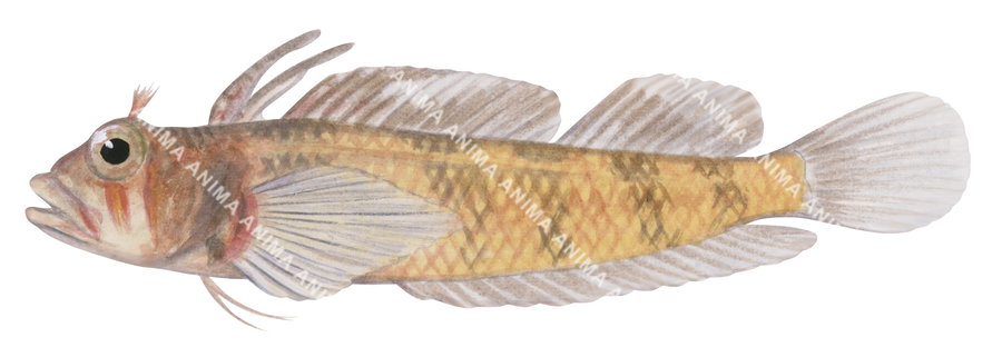 Side view Illustration of a Crested Threefin fish with a reddish-pink body, light-colored fins and a distinctive crest on its head.