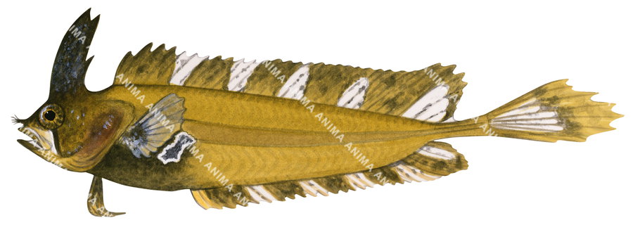 A detailed fish illustration of the Southern Crested Weedfish on white background, side view, in colour.