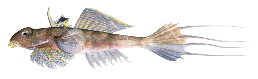 A fish illustration on white background of the Common Stinkfish,lateral view.