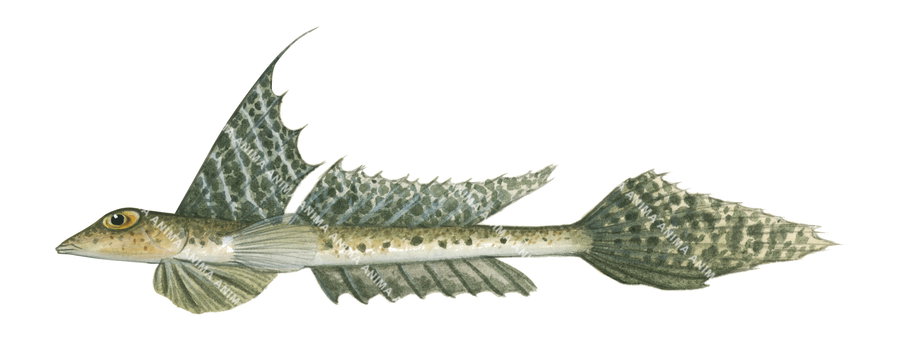 A fish illustration on white background of the Longnose Stinkfish,side view, in colour.