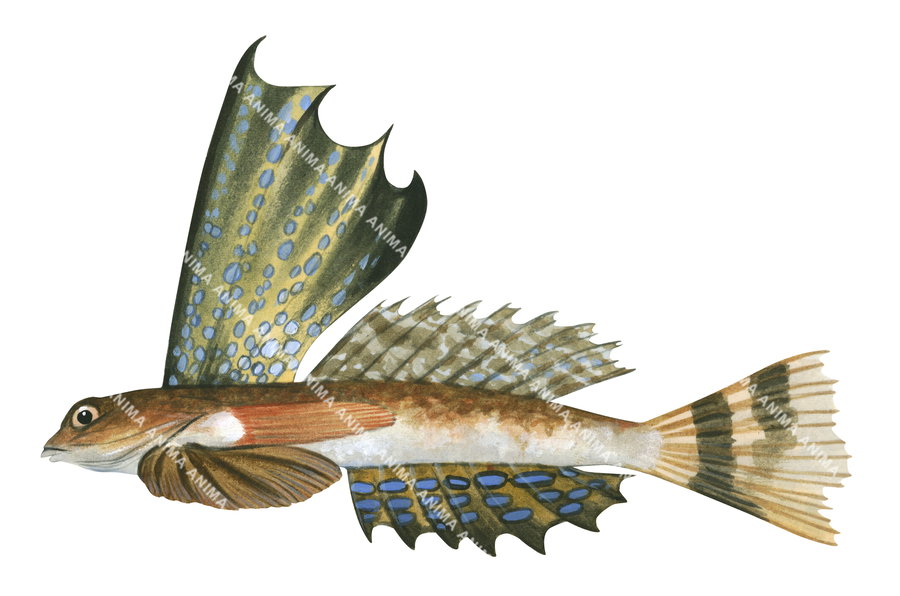 Fish illustration of the  Highfin Dragonet with its large erected dorsal fin on white background, side view in colour