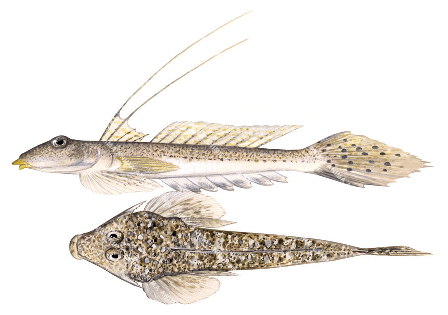 A fish illustration on white background of the  Female Longspine Dragonet, side and top view on white background, in colour.