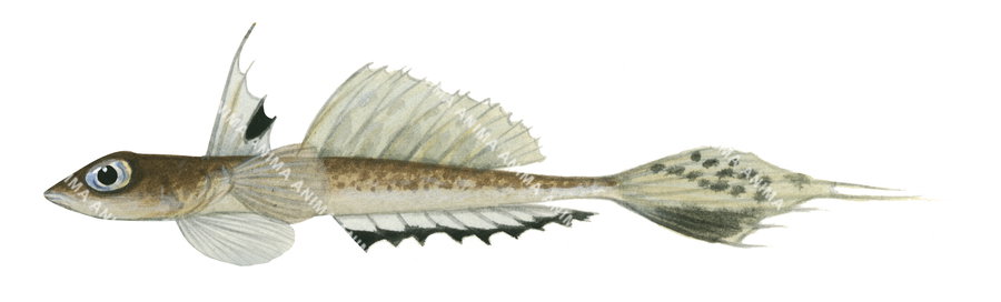 Scientific illustration of the Ocellate Dragonet on white background, side view, in colour.