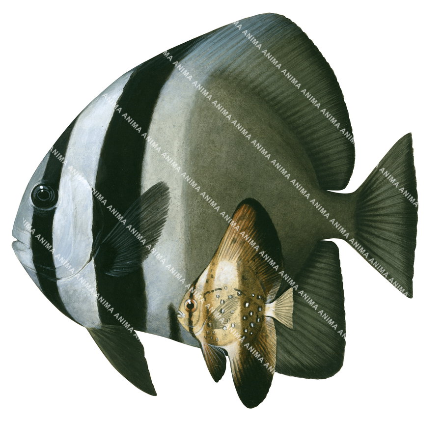 A detail illustration of a Round Batfish, showing both adult and juvenile stages on white background, side views.