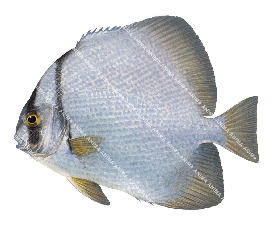 An accurate illustration  of the Shortfin Batfish on white background, side view, the fish body is round and mostly grey colour.