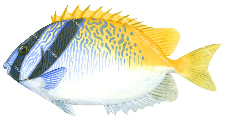 Doublebar Rabbitfish,Siganus virgatusHigh Res Scientific illustration ...