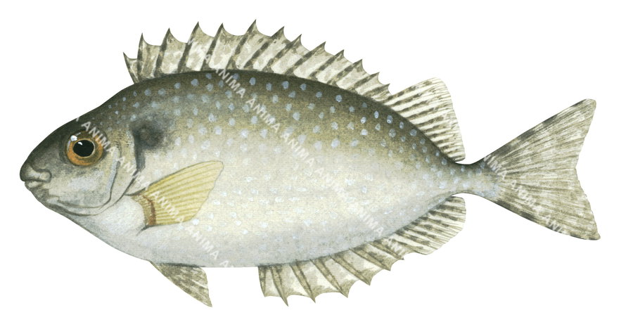 Whitespotted Rabbitfish,Siganus canaliculatus|High Res Scientific ...
