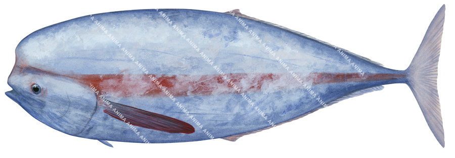 An illustration of the Louvar on white background and side view mainly grey colour with an horizontal red stripe across its body.