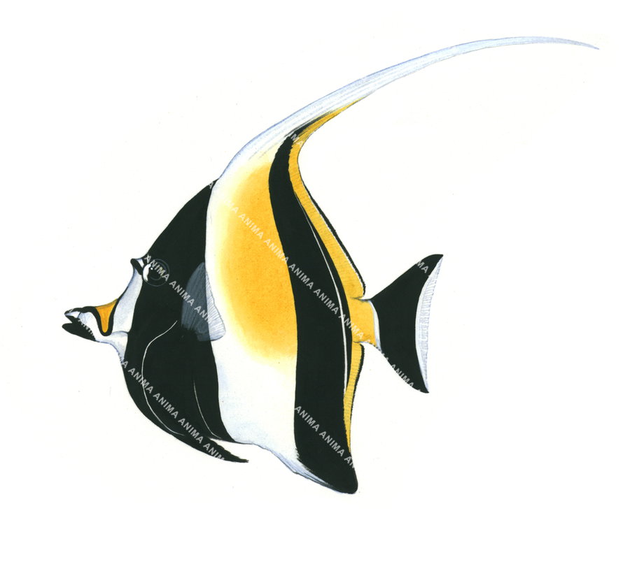 A realistic illustration of the Moorish Idol on white background, side view. This fish has a black and white body with a big yellow patch and orange nose.