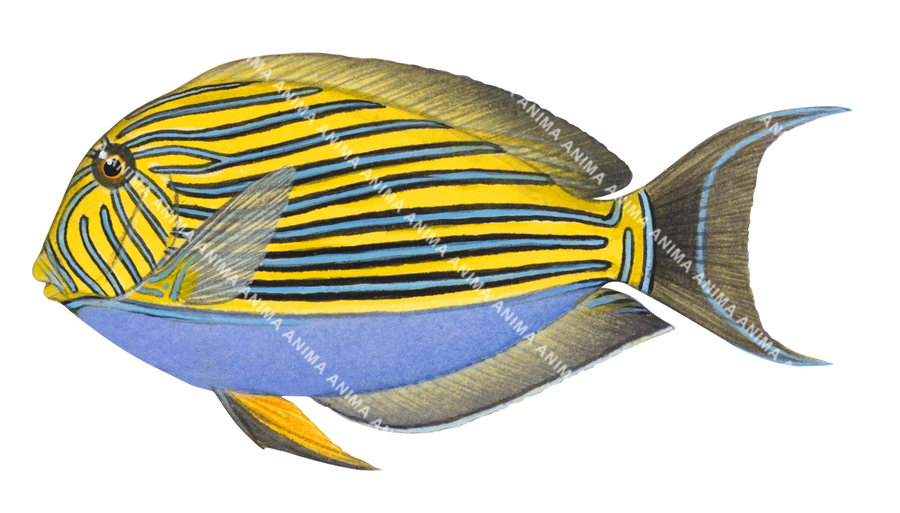 A detailed illustration of a Bluelined Surgeonfish with a blue and yellow striped pattern on a white background and side view.