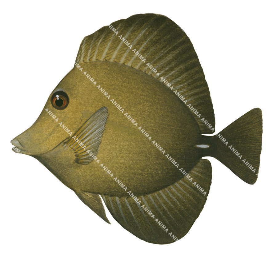 Illustration of a Brown Tang showing the fish in profile with white background, side view with a brown, yellowish colour.