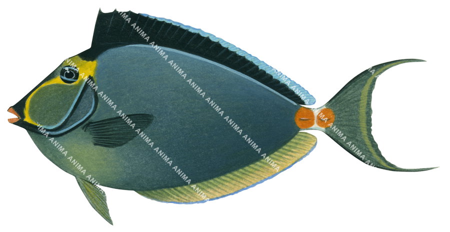 An accurate illustration of the Clown Unicornfish on white background, side view, colourful.