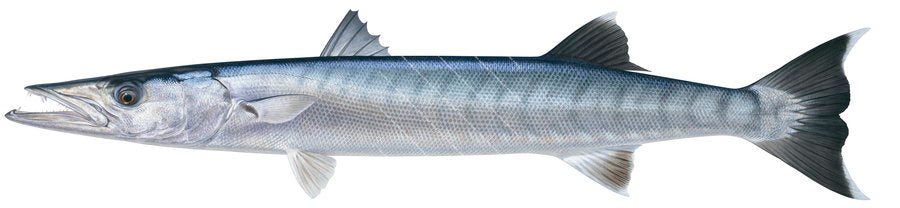Illustration of a Great Barracuda fish with a striped pattern, long body with black and white fins, white background, side view.