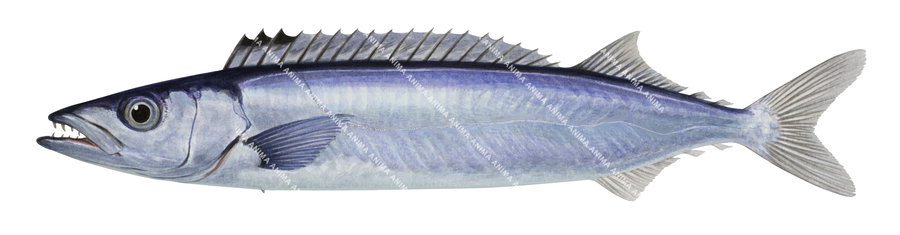 Illustration of a Gemfish on white background, side view, its  oblong body is silver and blue colour.