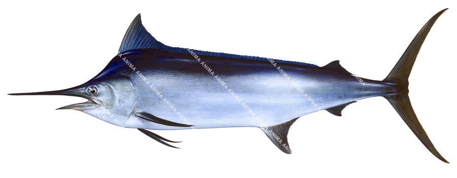 Fish illustration, side view of a Black marlin  with a blue and white belly, depicted against a white background.
