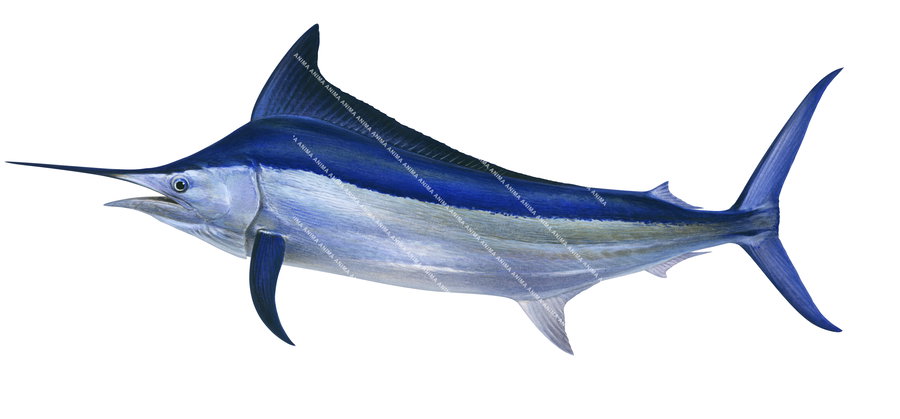 Fish illustration of the Black Marlin,Makaira indica on white background, side view, swimming. Its body is mainly composed of several blue colours.
