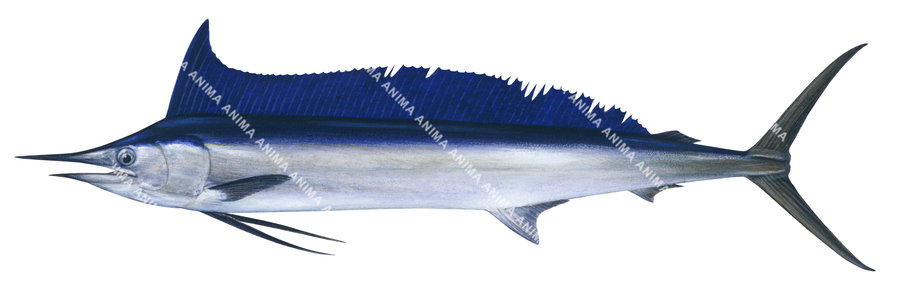 Illustration of a Shortbill Spearfish, with a predominantly blue and white colour elongated body, a pointed snout, on white background.