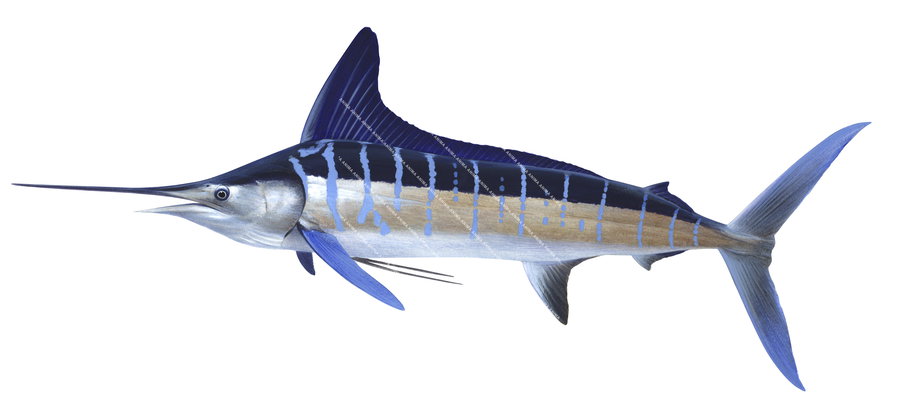 illustration of the Striped Marlin in alive position on white background, predominantly with blue and brown colours with light blue stripes.