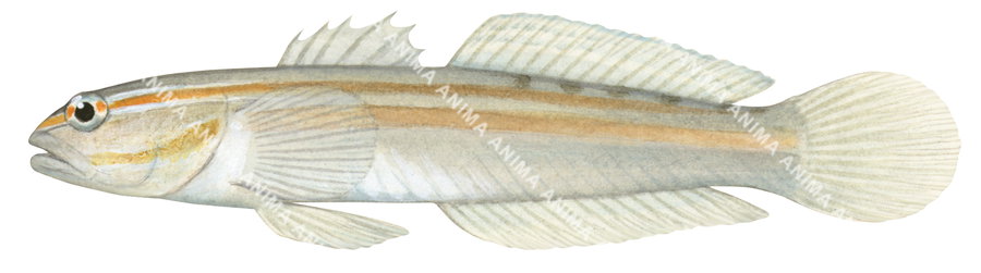 An illustrations of a Pyjama Goby on white background, side view.