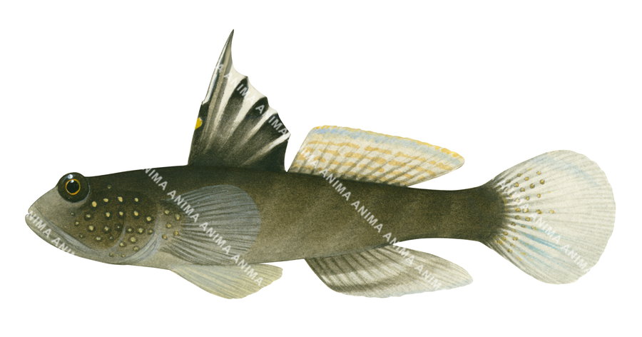 An illustration of a Smiling Goby fish on white background, side view with a brown and yellow spots colouring.
