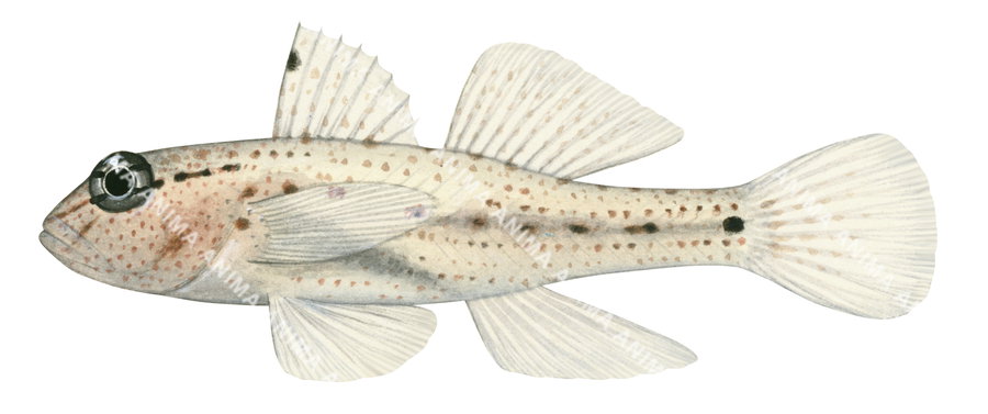 An illustration of a Neophyte Sandgoby against a white background, side view with its big black eye.