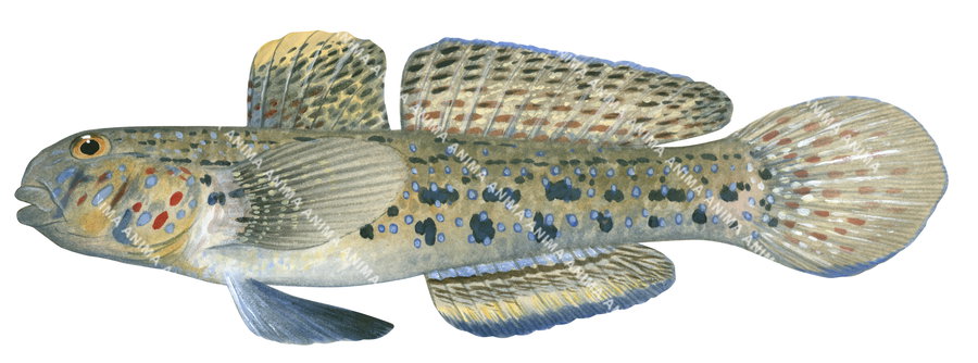An illustration of a Ornate Sandgoby on white background with a lot of different colours spots on its body.