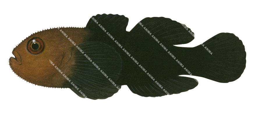 A detailed illustration of a Redhead Stylophora Goby, predominantly black with a brownish orange head.