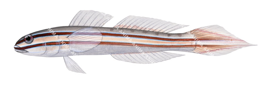 An illustration of a Immaculate Glider Goby on white background, side view.