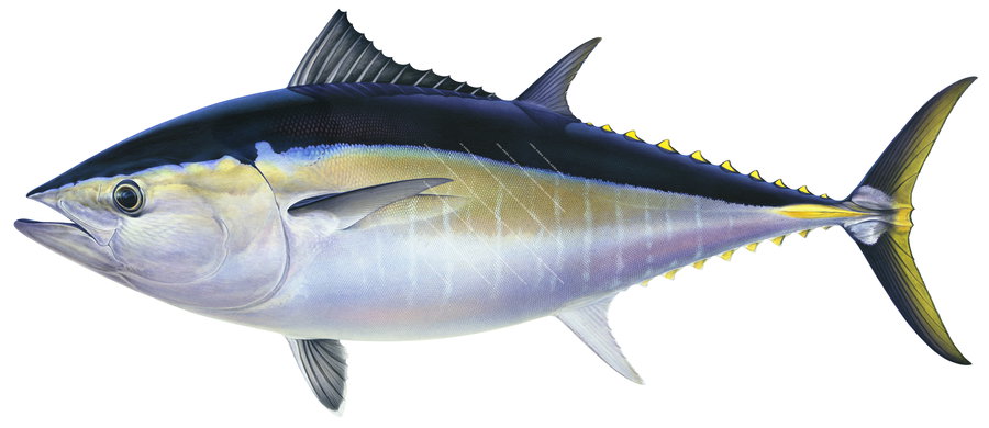Illustration of a Southern Bluefin Tuna fish on a white background, side view with its elongate, cylindrical body.