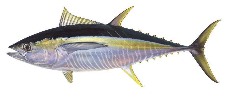 An accurate illustration of the Yellowfin Tuna. The tuna has silver, yellow and blue colouring with vertical stripes capturing the detailed underwater style of roger swainston.