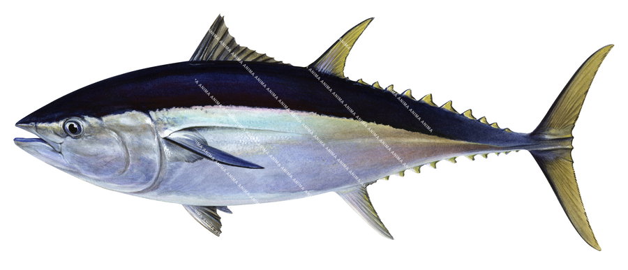 An accurate, detailed illustration of the Northern Bluefin Tuna on white background, side view. Its body has silver, blue and yellows colouring.