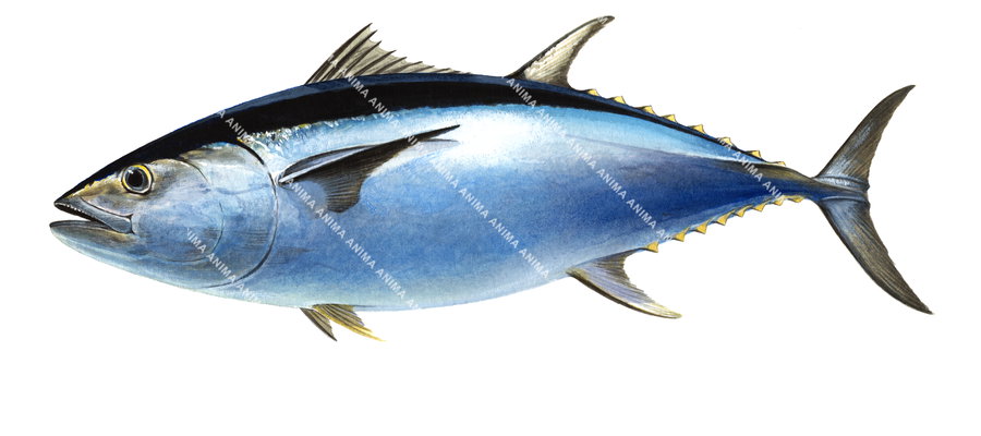 An Illustration of the Northern Bluefin Tuna,Thunnus thynnus in action,swimming, side view with its body mainly blue colour.