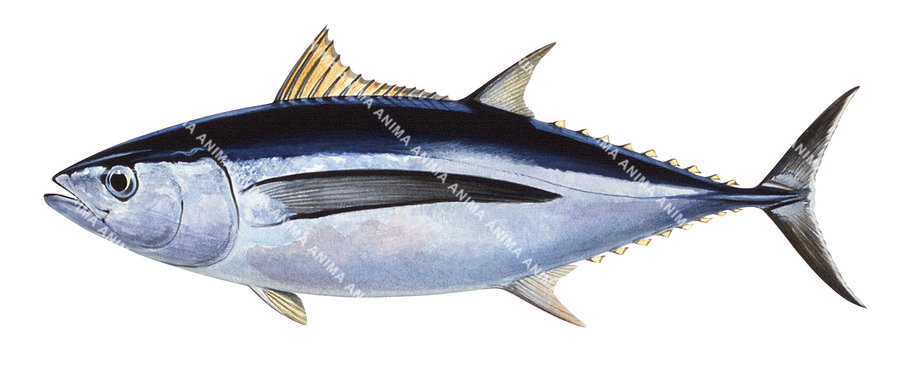 An illustration of the Albacore on white background and side view with its cylindrical body and yellow dorsal fins.