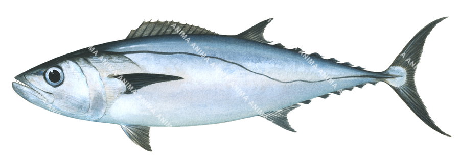 A scientific illustration of a Dogtooth Tuna on white background and side view.