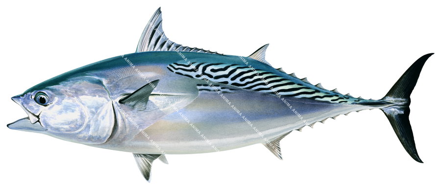 An illustration of a Mackerel Tuna with a pattern of broken diagonal lines on the upper sides and dark spots above the pelvic fin.