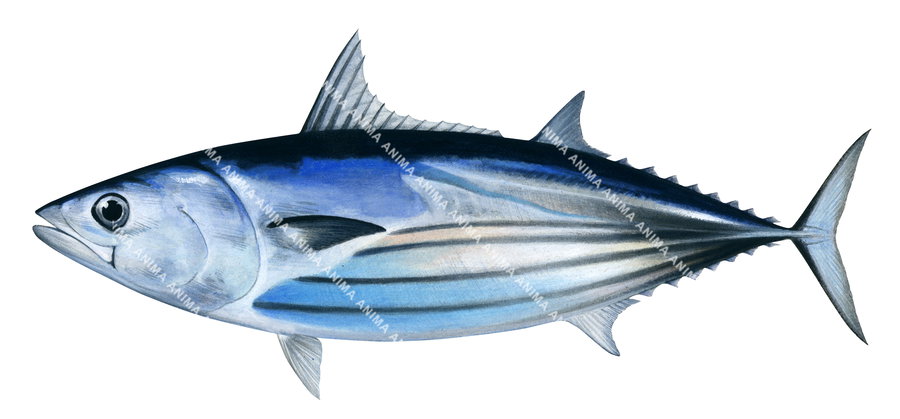 An illustration of a Skipjack Tuna on white background and side view.