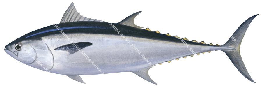 A scientific illustration of a Longtail Tuna on white background, side view.