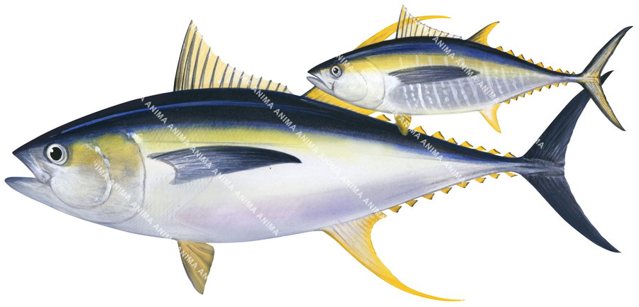An illustration of the Adult & Juvenile Yellowfin Tuna on white background, side view with their yellow fins.